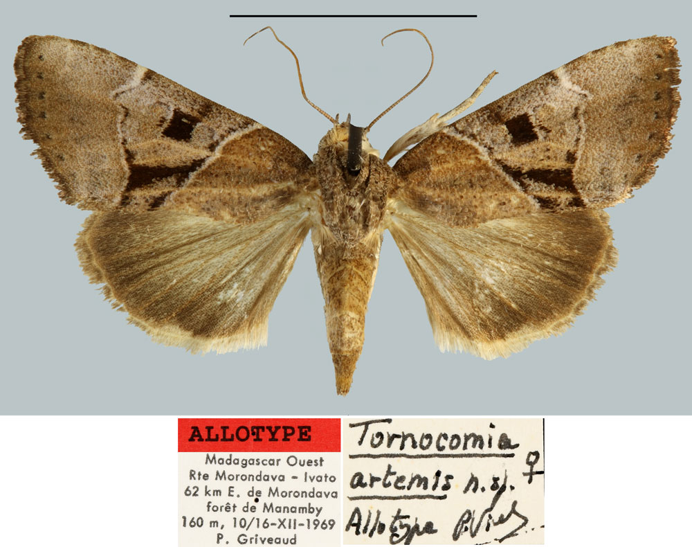 /filer/webapps/moths/media/images/A/artemis_Tornoconia_AT_MNHN.jpg