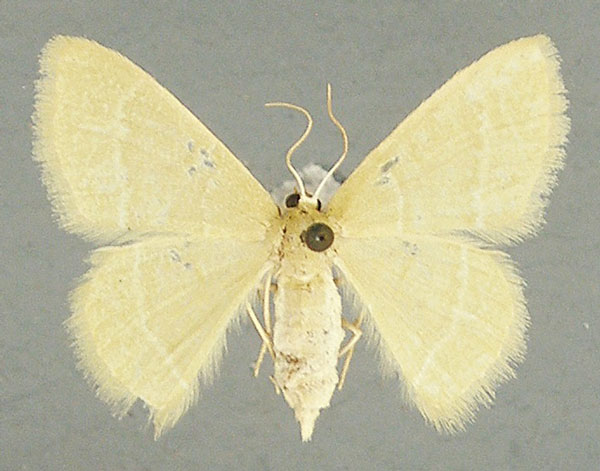 /filer/webapps/moths/media/images/A/articulicornis_Chlorissa_AF_TMSA_02.jpg