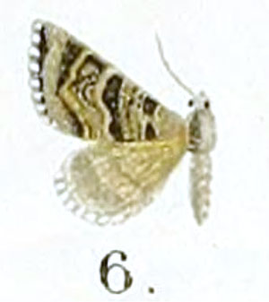 /filer/webapps/moths/media/images/A/artifex_Perizoma_HT_Prout_17-6.jpg