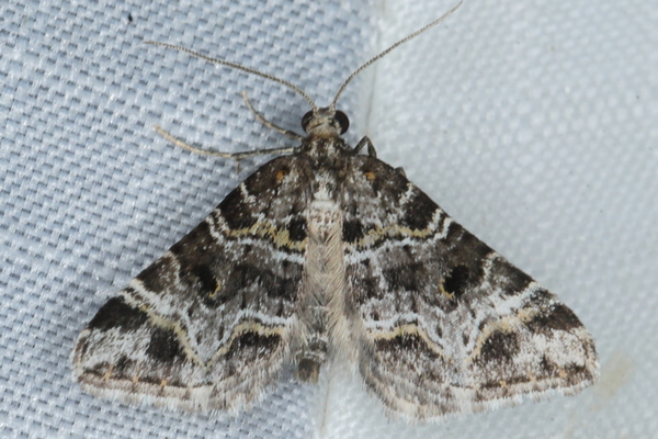 /filer/webapps/moths/media/images/A/artifex_Piercia_A_Heyns_01.JPG