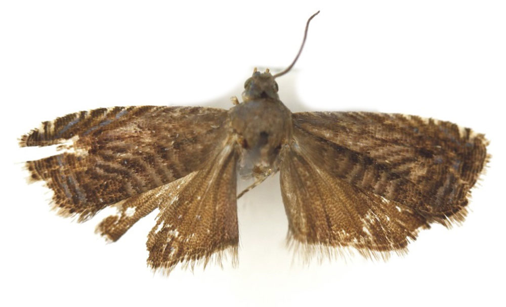 /filer/webapps/moths/media/images/A/arushae_Microsarotis_HT_Bassi.jpg