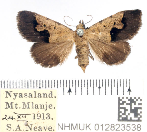 /filer/webapps/moths/media/images/A/arvorum_Baniana_AF_BMNH_01.jpg