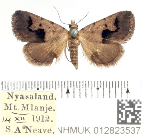 /filer/webapps/moths/media/images/A/arvorum_Baniana_AF_BMNH_02.jpg