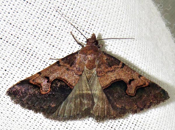 /filer/webapps/moths/media/images/A/arvorum_Baniana_A_Braun_11.jpg