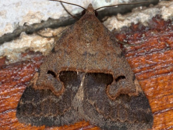/filer/webapps/moths/media/images/A/arvorum_Baniana_A_Heyns.jpg