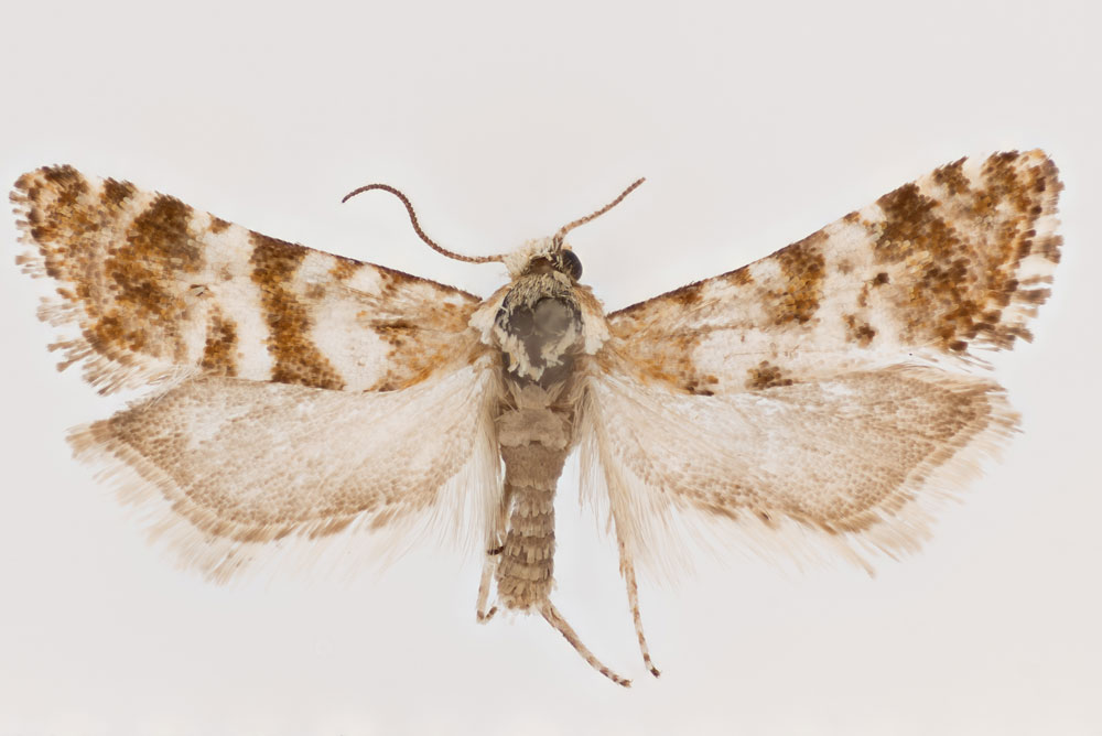 /filer/webapps/moths/media/images/A/asantesana_Cochylimorpha_PTM_ZMHB.jpg