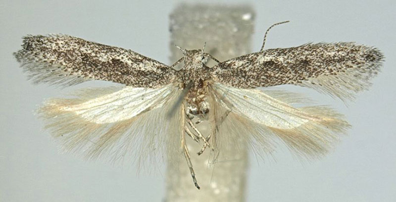 /filer/webapps/moths/media/images/A/asantesana_Scrobipalpa_PTM_ZMHB_01.jpg