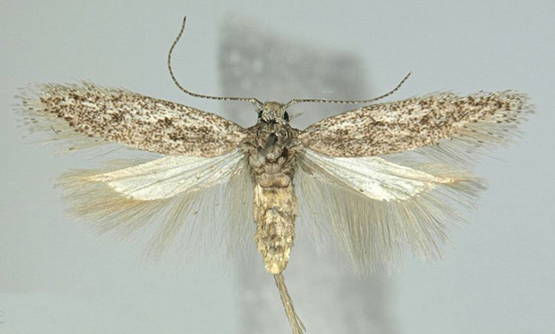 /filer/webapps/moths/media/images/A/asantesana_Scrobipalpa_PTM_ZMHB_02.jpg