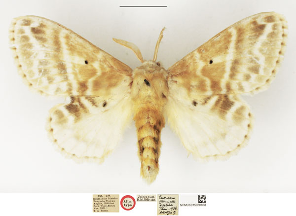 /filer/webapps/moths/media/images/A/asaphes_Eucraera_AT_NHMUK.jpg