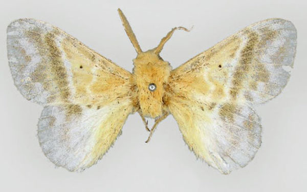 /filer/webapps/moths/media/images/A/asaphes_Eucraera_HT_BMNH.jpg