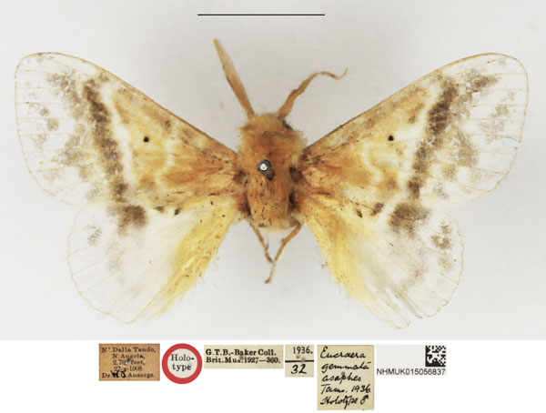 /filer/webapps/moths/media/images/A/asaphes_Eucraera_HT_NHMUK.jpg