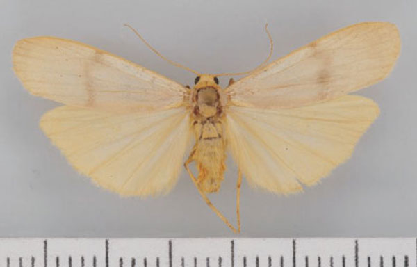 /filer/webapps/moths/media/images/A/asaphogramma_Campteropsis_AF_TMSA.jpg