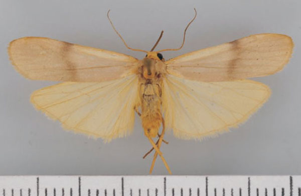 /filer/webapps/moths/media/images/A/asaphogramma_Campteropsis_AM_TMSA.jpg