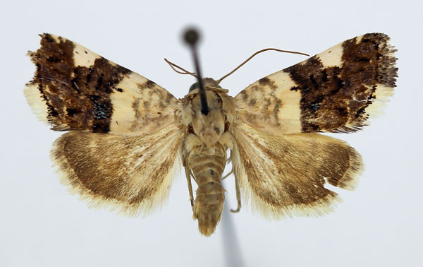 /filer/webapps/moths/media/images/A/asbenensis_Acontia_AF_Aulombard_01.jpg