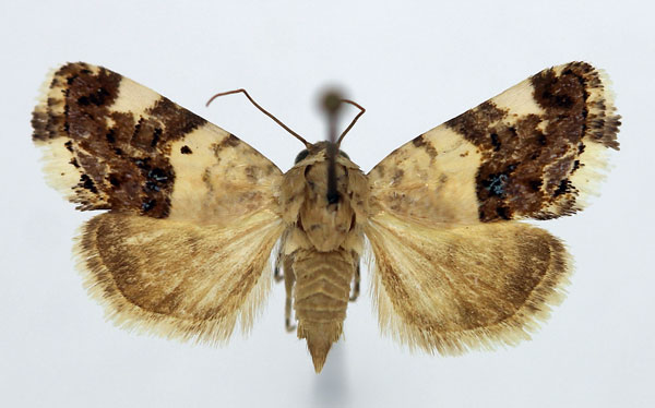 /filer/webapps/moths/media/images/A/asbenensis_Acontia_AF_Aulombard_02.jpg
