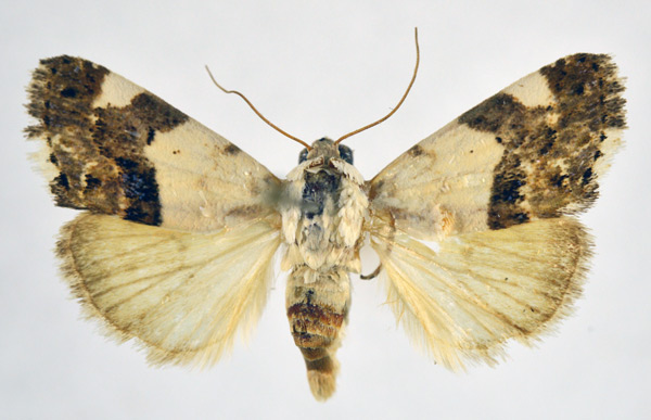 /filer/webapps/moths/media/images/A/asbenensis_Acontia_AF_NHMO.jpg