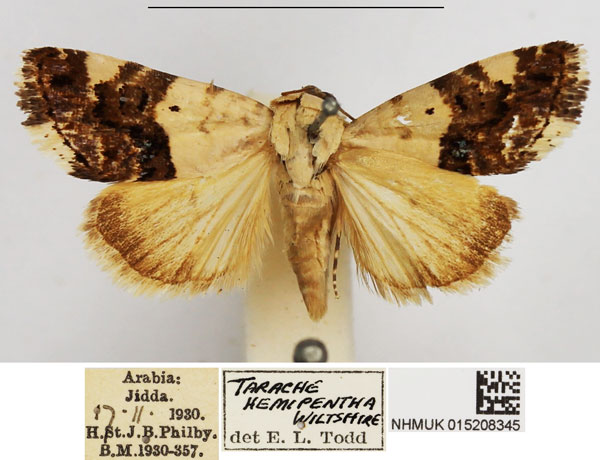 /filer/webapps/moths/media/images/A/asbenensis_Acontia_AF_NHMUK.jpg