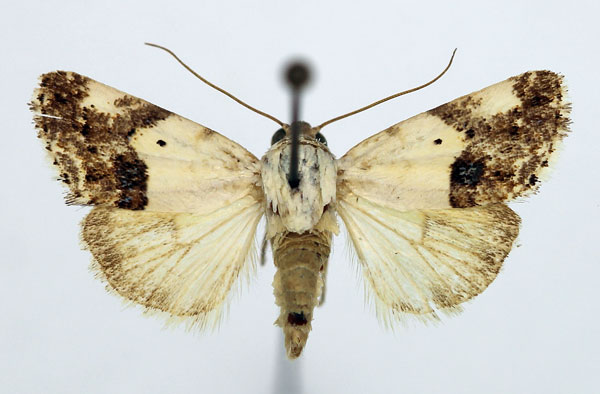/filer/webapps/moths/media/images/A/asbenensis_Acontia_AM_Aulombard_01.jpg
