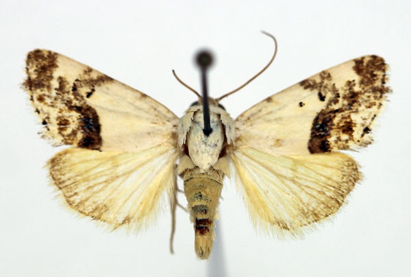 /filer/webapps/moths/media/images/A/asbenensis_Acontia_AM_Aulombard_02.jpg