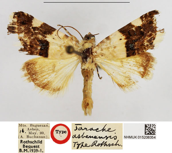 /filer/webapps/moths/media/images/A/asbenensis_Tarache_HT_NHMUK.jpg