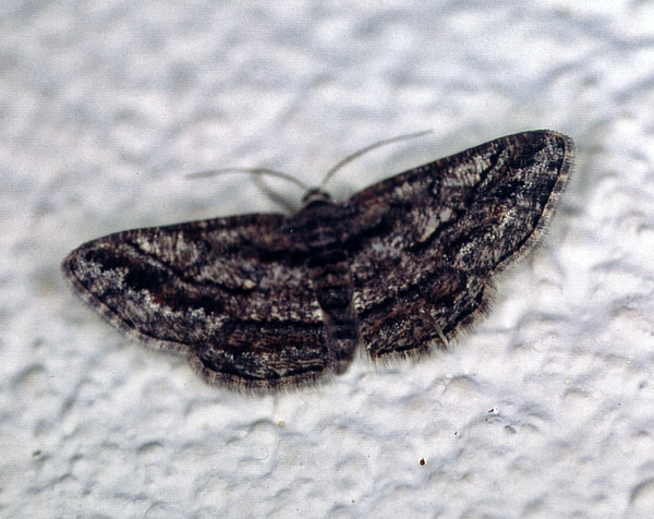 /filer/webapps/moths/media/images/A/ascaphes_Zamarada_A_Roland_01.jpg