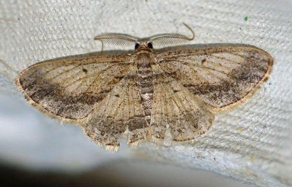 /filer/webapps/moths/media/images/A/ascaphes_Zamarada_A_Voaden_02.jpg