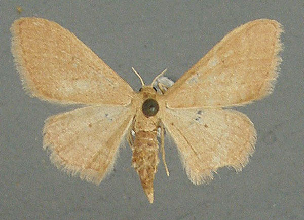 /filer/webapps/moths/media/images/A/ascepta_Idaea_AF_TMSA_02.jpg