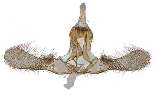/filer/webapps/moths/media/images/A/ashanti_Ubawamzuri_GMHT_NHMO_4160.jpg