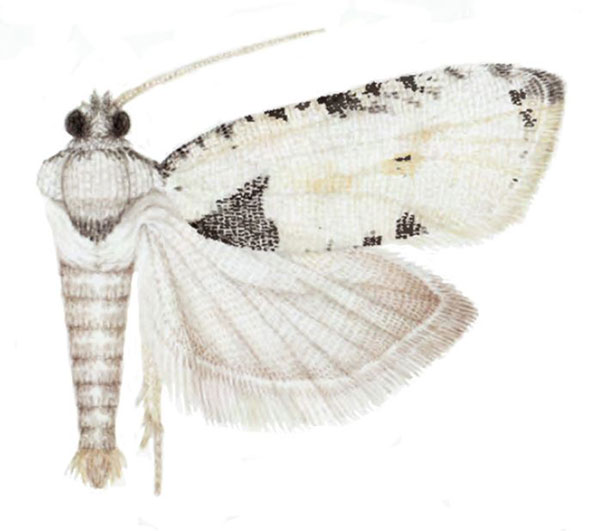 /filer/webapps/moths/media/images/A/ashanti_Ubawamzuri_HT_NHMO.jpg