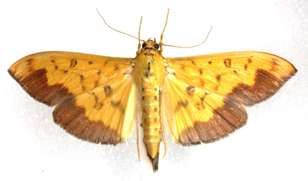 /filer/webapps/moths/media/images/A/asialis_Botyodes_AM_Agassiz.jpg