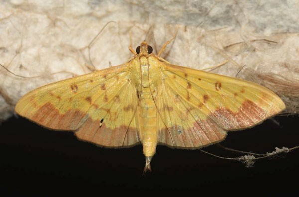 /filer/webapps/moths/media/images/A/asialis_Botyodes_AM_Klimsa.jpg
