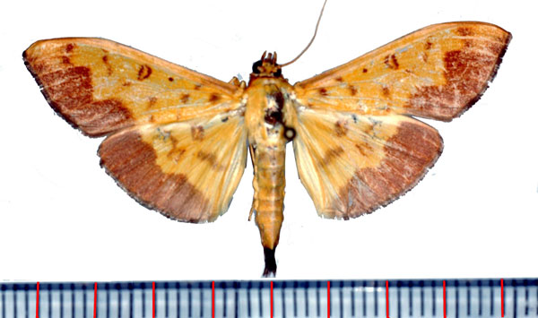 /filer/webapps/moths/media/images/A/asialis_Botyodes_AM_Poltavsky.jpg