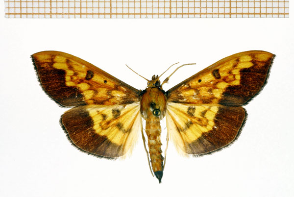 /filer/webapps/moths/media/images/A/asialis_Botyodes_A_DePrins.jpg