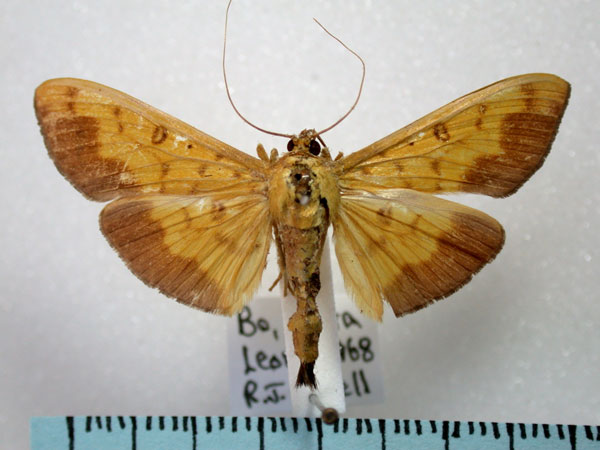 /filer/webapps/moths/media/images/A/asialis_Botyodes_A_Revell.jpg