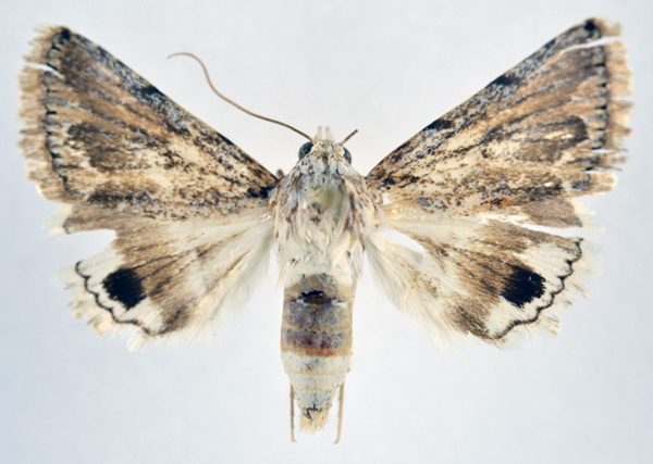 /filer/webapps/moths/media/images/A/asiatica_Anumeta_AF_NHMO.jpg