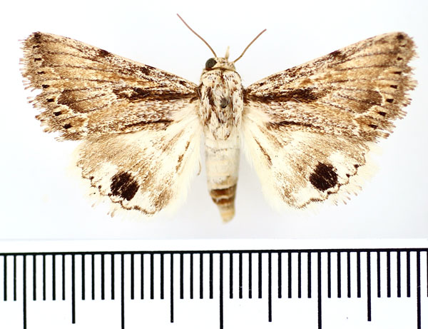 /filer/webapps/moths/media/images/A/asiatica_Anumeta_AM_BMNH_01.jpg