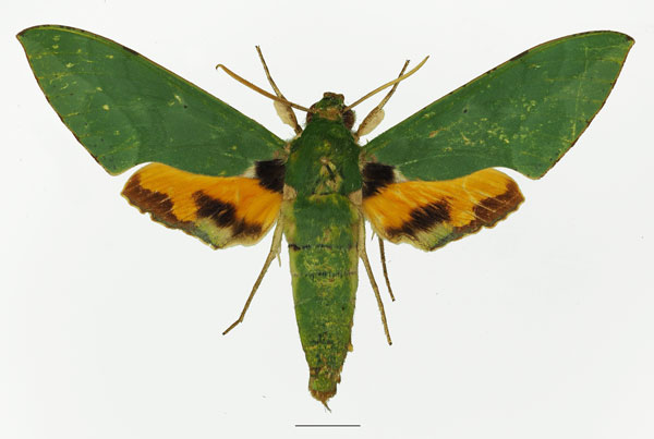 /filer/webapps/moths/media/images/A/asiatica_Euchloron_AM_Basquina.jpg