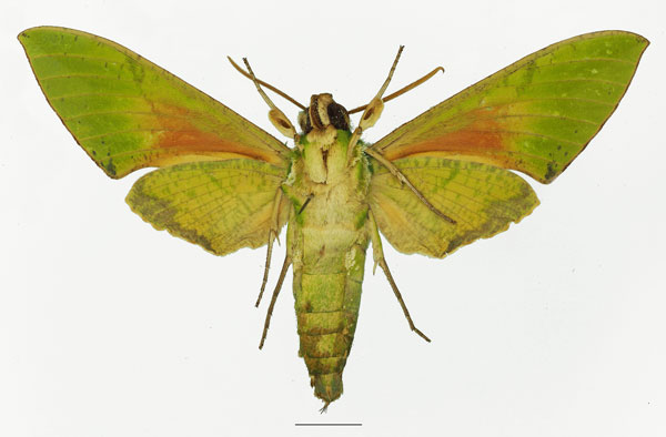 /filer/webapps/moths/media/images/A/asiatica_Euchloron_AM_Basquinb.jpg