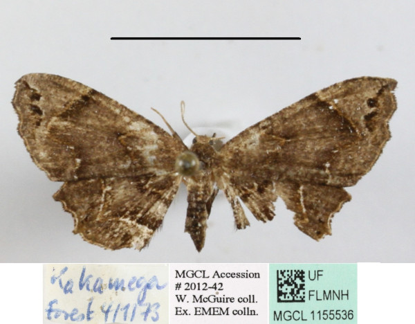 /filer/webapps/moths/media/images/A/asinina_Epiplema_A_MGCLa_01.JPG