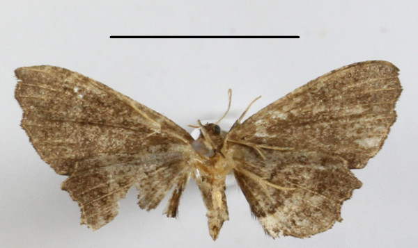 /filer/webapps/moths/media/images/A/asinina_Epiplema_A_MGCLb_01.JPG