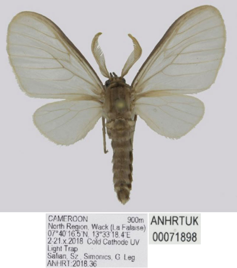 /filer/webapps/moths/media/images/A/asipa_Apisa_HT_ANHRT.jpg