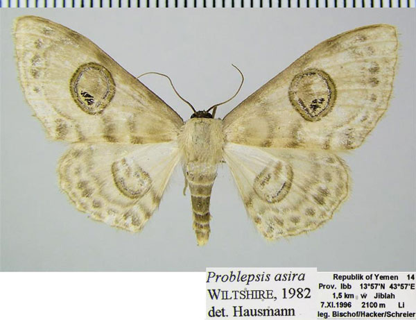/filer/webapps/moths/media/images/A/asira_Problepsis_AF_ZSMa.jpg