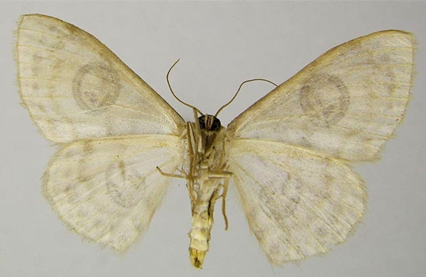 /filer/webapps/moths/media/images/A/asira_Problepsis_AF_ZSMb.jpg