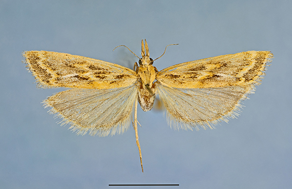 /filer/webapps/moths/media/images/A/asirensis_HT_Arabia_7490a.jpg