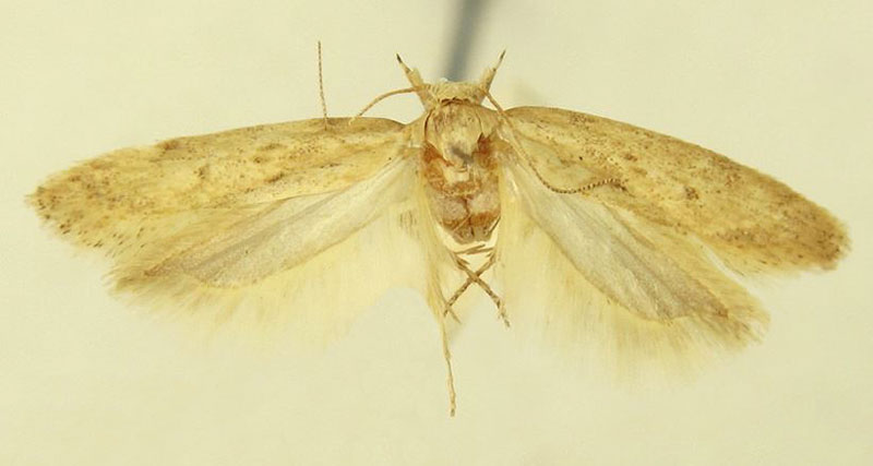 /filer/webapps/moths/media/images/A/asiri_Scrobipalpa_HT_LNK.jpg