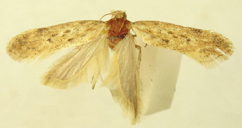 /filer/webapps/moths/media/images/A/asiri_Scrobipalpa_PTF_LNK.jpg
