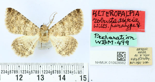 /filer/webapps/moths/media/images/A/asiria_Heteropalpia_PT_BMNH.jpg
