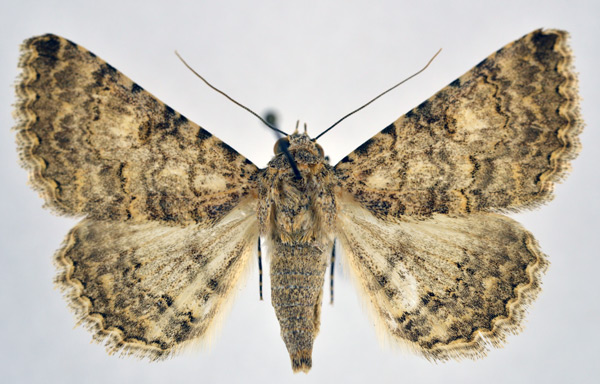/filer/webapps/moths/media/images/A/asiria_Rhabdophera_A_NHMO.jpg