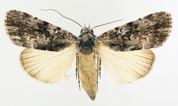 /filer/webapps/moths/media/images/A/aspera_Tachosa_AF_TMSA_01.jpg