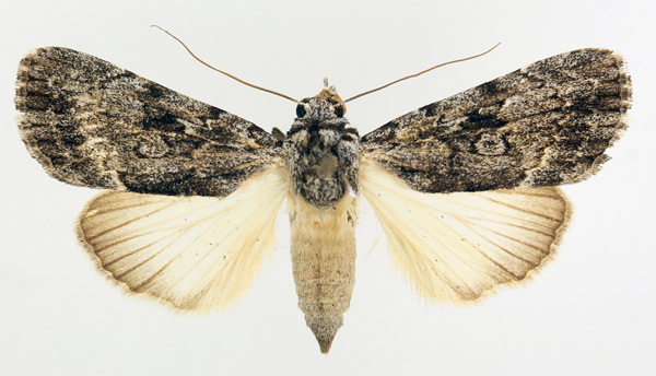 /filer/webapps/moths/media/images/A/aspera_Tachosa_AF_TMSA_02.jpg